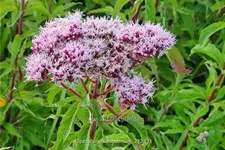 Eupatorium cannabinum