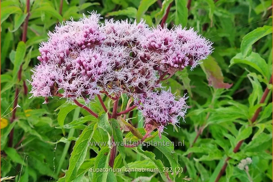 Eupatorium cannabinum