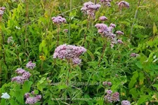 Eupatorium cannabinum