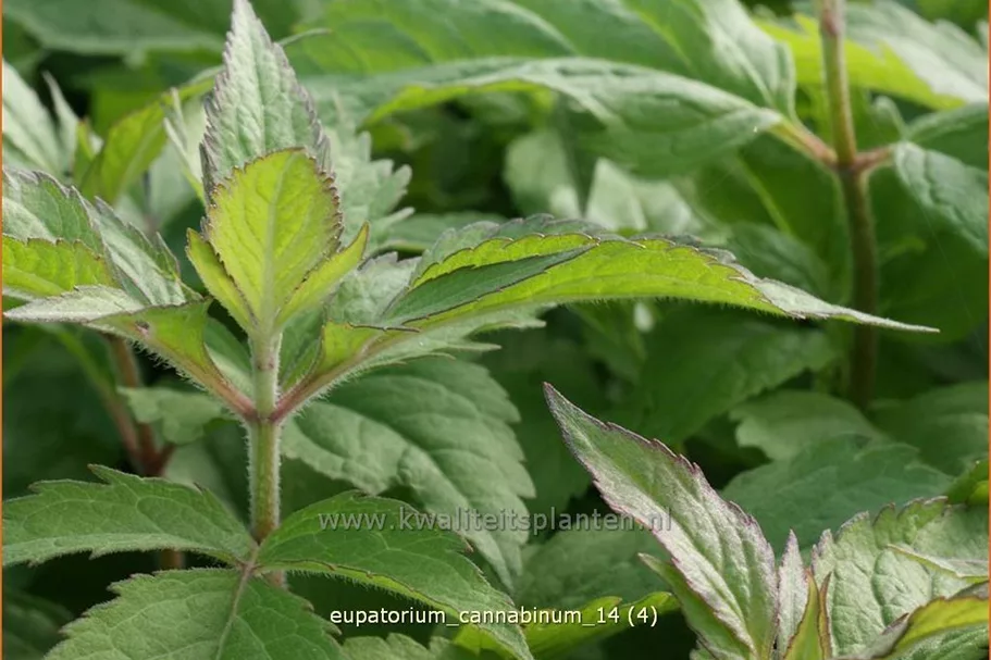 Eupatorium cannabinum
