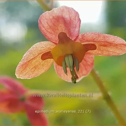 Epimedium warleyense