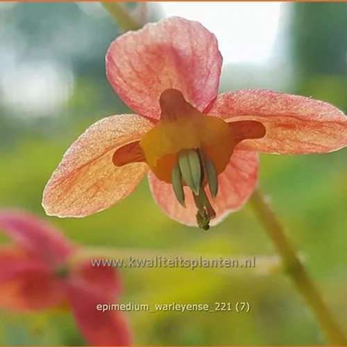 Epimedium warleyense