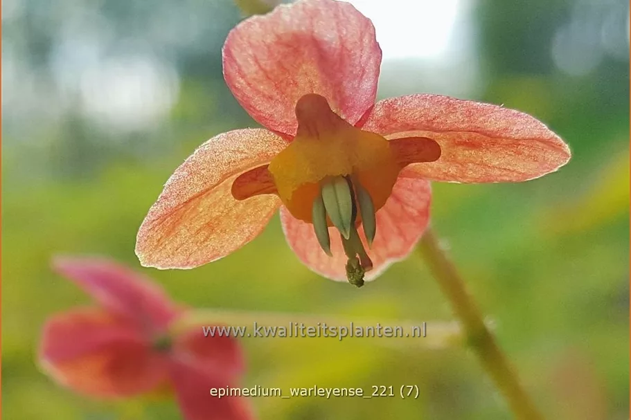 Epimedium warleyense