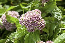 Eupatorium cannabinum