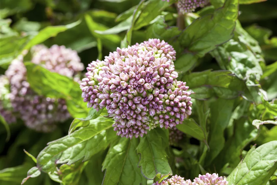Eupatorium cannabinum