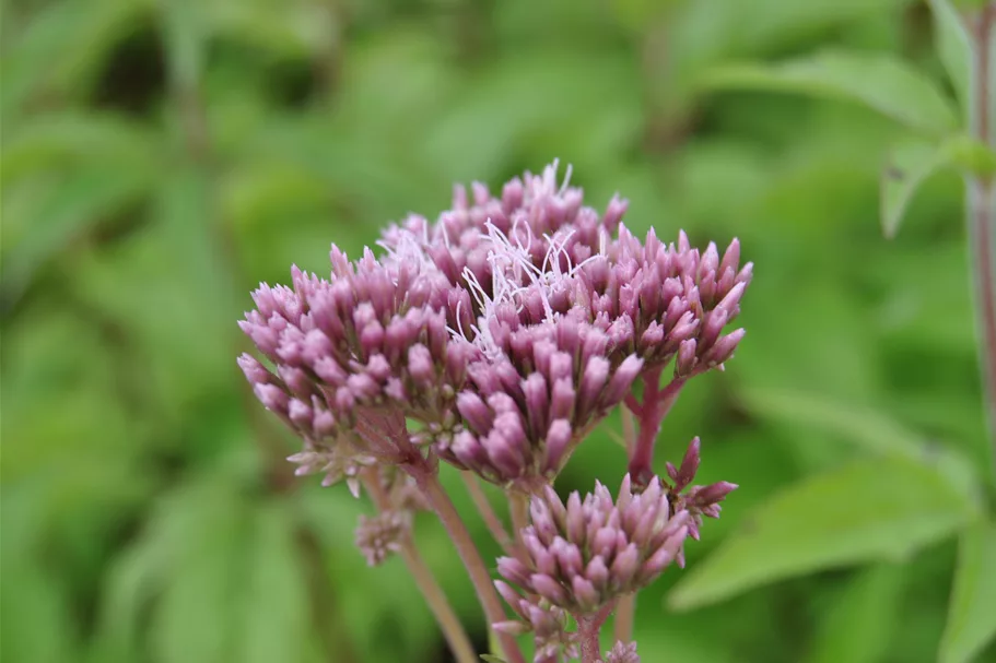 Eupatorium cannabinum
