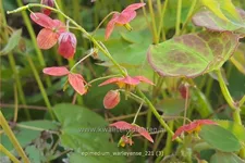 Epimedium warleyense
