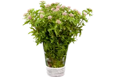 Eupatorium cannabinum