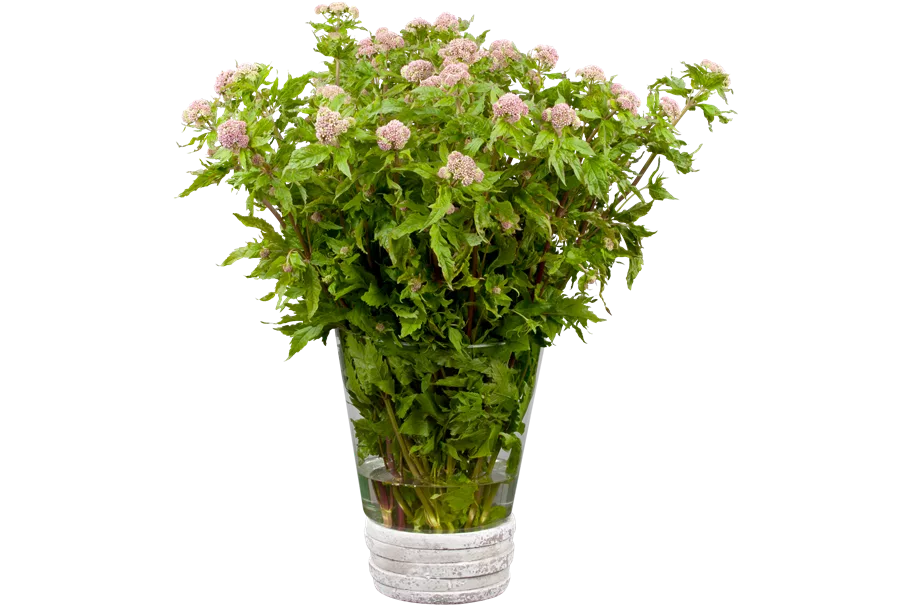 Eupatorium cannabinum