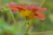 Epimedium warleyense