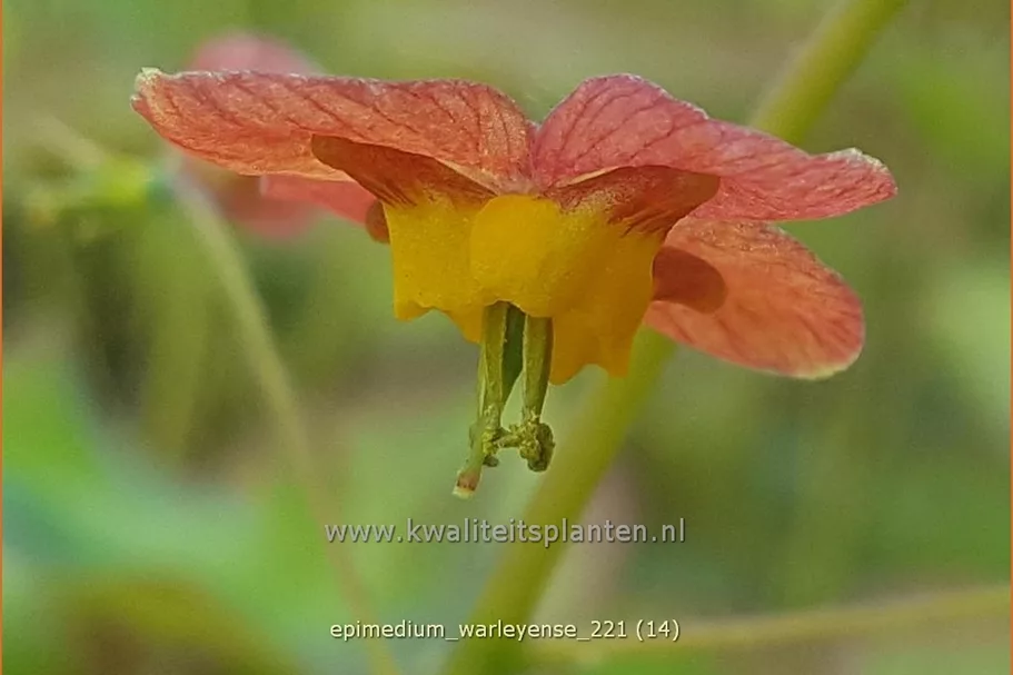 Epimedium warleyense