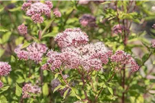Eupatorium cannabinum