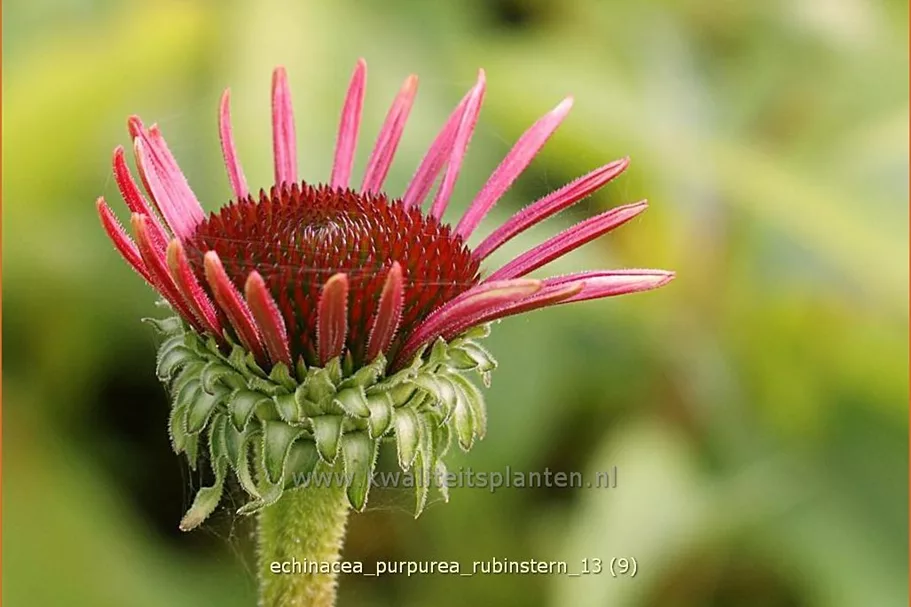 Echinacea purpurea 'Rubinstern'