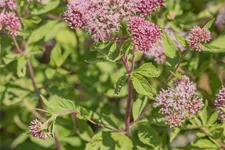 Eupatorium cannabinum