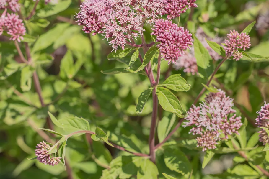 Eupatorium cannabinum