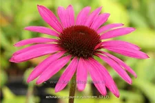 Echinacea purpurea 'Rubinstern'