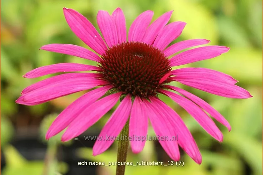 Echinacea purpurea 'Rubinstern'