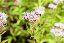 Eupatorium cannabinum