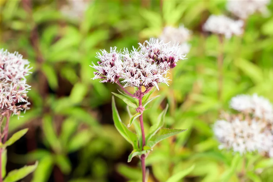 Eupatorium cannabinum