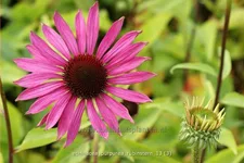 Echinacea purpurea 'Rubinstern'