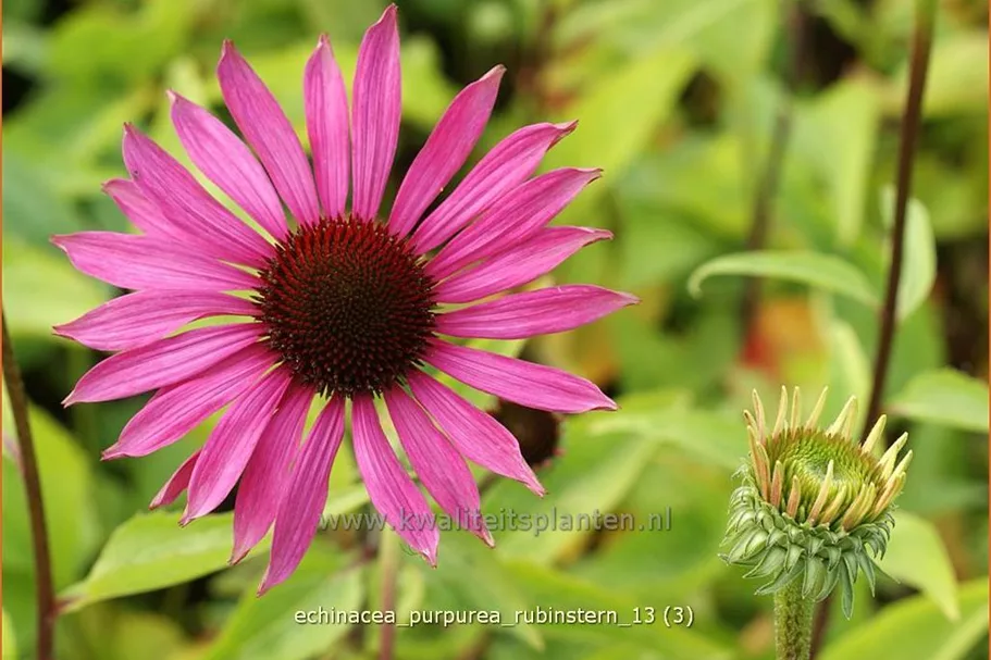 Echinacea purpurea 'Rubinstern'