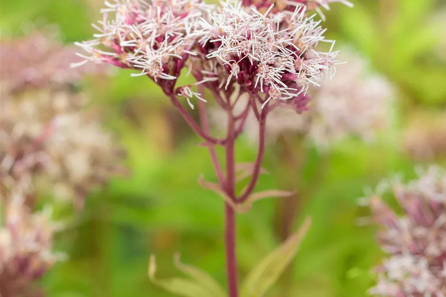 Eupatorium cannabinum