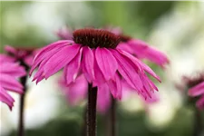 Echinacea purpurea 'Rubinstern'