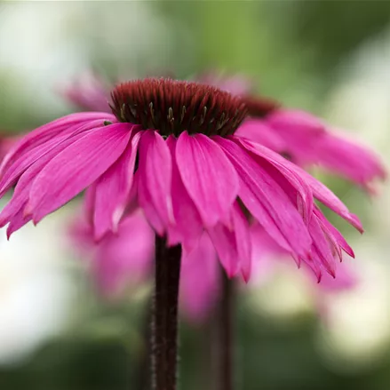 Echinacea purpurea 'Rubinstern'