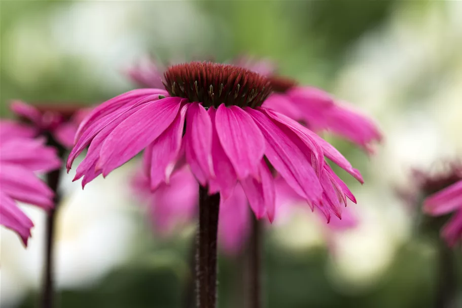 Echinacea purpurea 'Rubinstern'