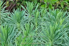 Euphorbia characias var. wulfenii