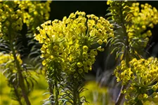 Euphorbia characias var. wulfenii