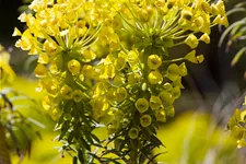 Euphorbia characias var. wulfenii
