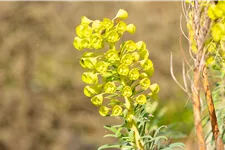 Euphorbia characias var. wulfenii
