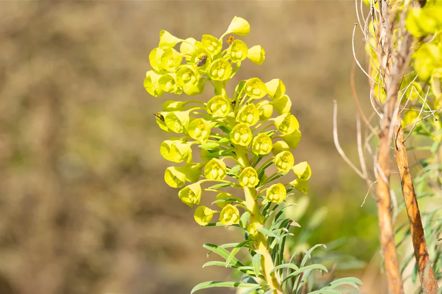 Euphorbia characias var. wulfenii