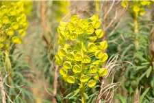 Euphorbia characias var. wulfenii