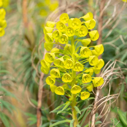 Euphorbia characias var. wulfenii