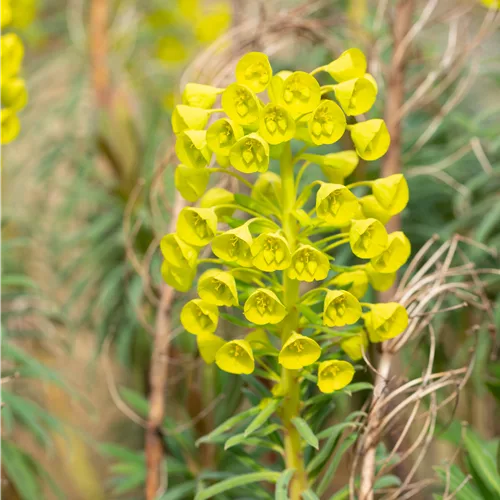 Euphorbia characias var. wulfenii