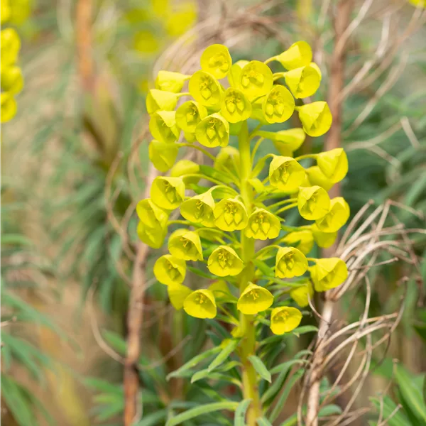 Euphorbia characias var. wulfenii
