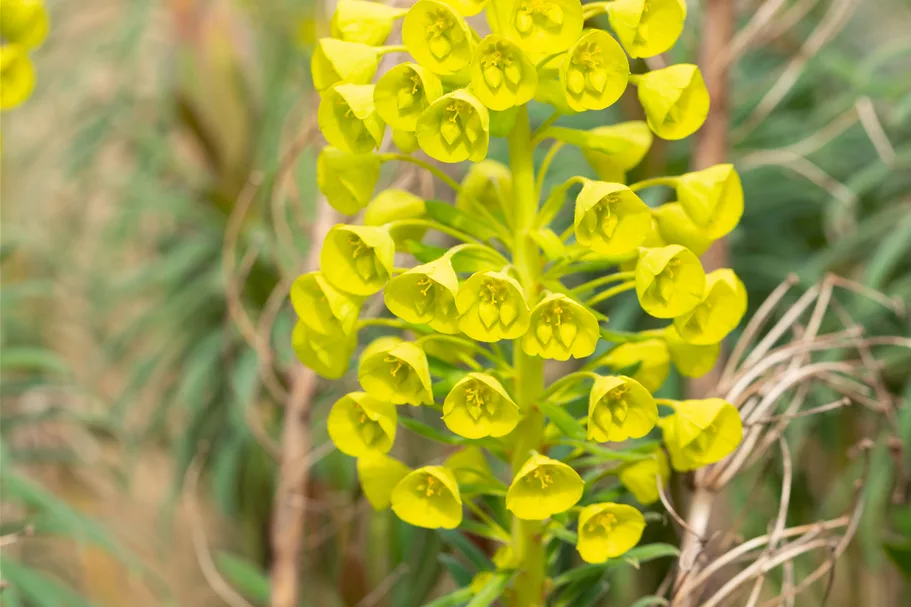 Euphorbia characias var. wulfenii