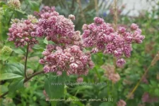 Eupatorium cannabinum 'Plenum'