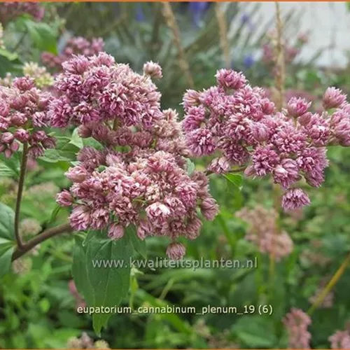 Eupatorium cannabinum 'Plenum'