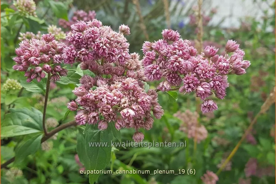 Eupatorium cannabinum 'Plenum'