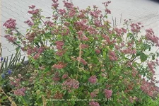 Eupatorium cannabinum 'Plenum'