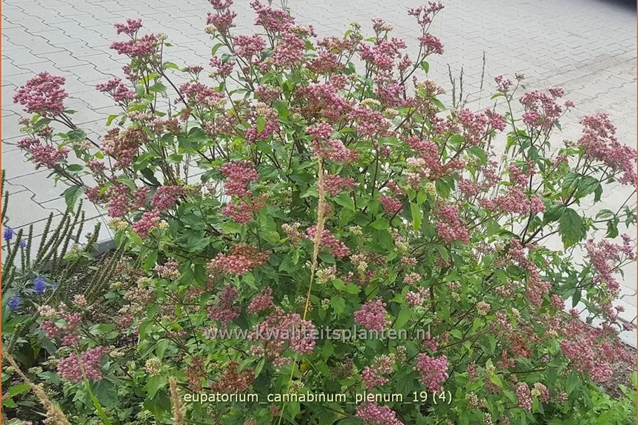 Eupatorium cannabinum 'Plenum'