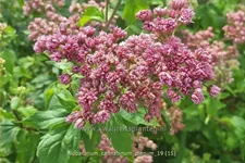 Eupatorium cannabinum 'Plenum'