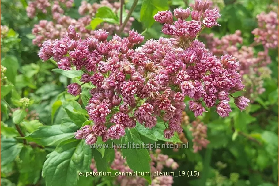 Eupatorium cannabinum 'Plenum'