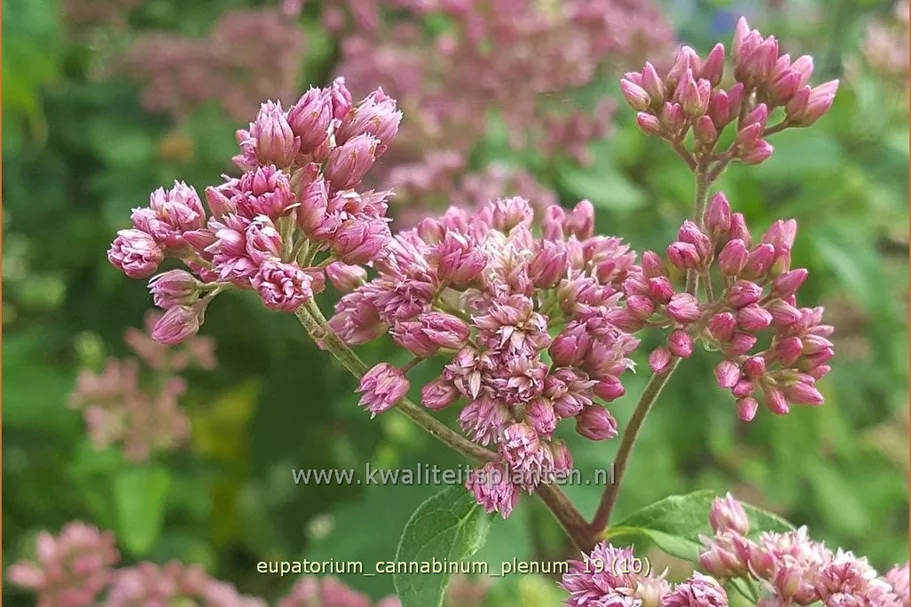 Eupatorium cannabinum 'Plenum'