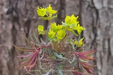 Euphorbia cyparissias 'Clarice Howard'