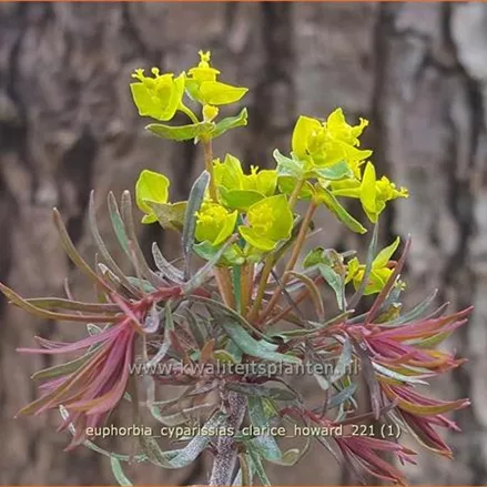 Euphorbia cyparissias 'Clarice Howard'
