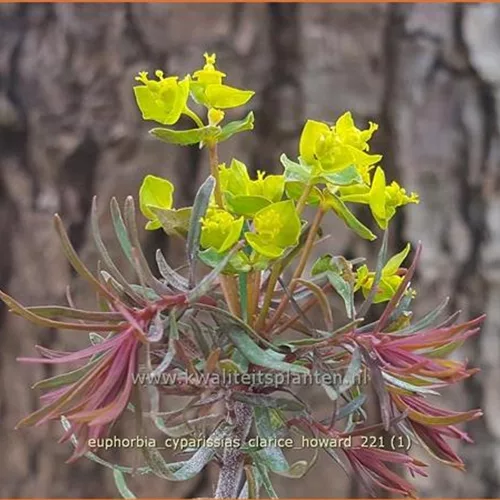 Euphorbia cyparissias 'Clarice Howard'